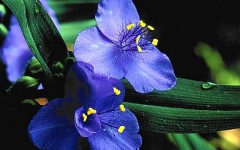Desktop wallpaper. Flowers. ID:4544