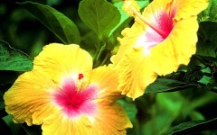 Desktop wallpaper. Flowers. ID:4545