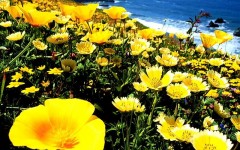 Desktop wallpaper. Flowers. ID:4546