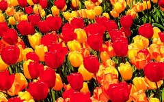 Desktop wallpaper. Flowers. ID:4547