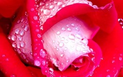 Desktop wallpaper. Flowers. ID:4548