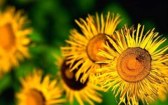 Desktop wallpaper. Flowers. ID:4549