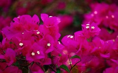 Desktop wallpaper. Flowers. ID:4550
