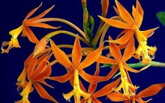 Desktop wallpaper. Flowers. ID:4551