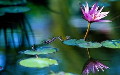 Desktop wallpaper. Flowers. ID:4552