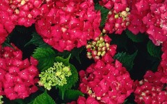 Desktop wallpaper. Flowers. ID:4553