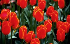 Desktop image. Flowers. ID:4554