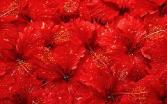 Desktop image. Flowers. ID:4556