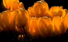 Desktop wallpaper. Flowers. ID:4559