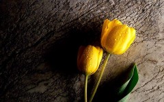 Desktop wallpaper. Flowers. ID:4560