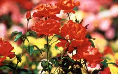 Desktop wallpaper. Flowers. ID:4561