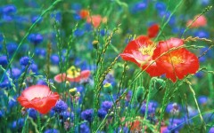 Desktop wallpaper. Flowers. ID:4562