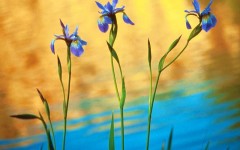Desktop wallpaper. Flowers. ID:4563