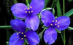 Desktop wallpaper. Flowers. ID:4564