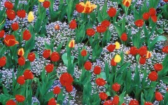 Desktop wallpaper. Flowers. ID:4565