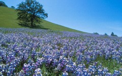 Desktop image. Flowers. ID:4566