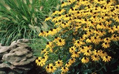 Desktop image. Flowers. ID:4567
