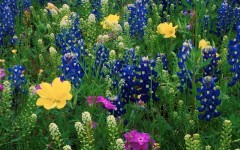 Desktop image. Flowers. ID:4568