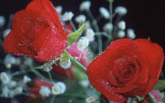 Desktop wallpaper. Flowers. ID:4569
