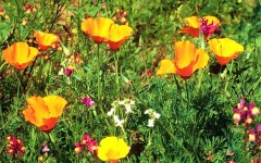 Desktop wallpaper. Flowers. ID:4571