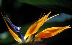 Desktop wallpaper. Flowers. ID:4576