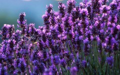 Desktop wallpaper. Flowers. ID:4578