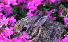Desktop wallpaper. Flowers. ID:4579
