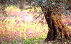 Desktop wallpaper. Flowers. ID:4580