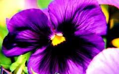 Desktop wallpaper. Flowers. ID:4582