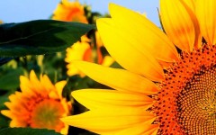 Desktop wallpaper. Flowers. ID:4584