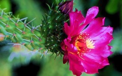 Desktop wallpaper. Flowers. ID:4585