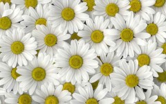 Desktop wallpaper. Flowers. ID:4586