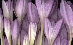 Desktop wallpaper. Flowers. ID:4587