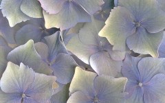 Desktop wallpaper. Flowers. ID:4588