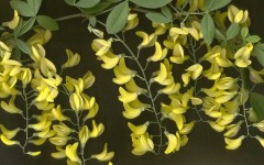 Desktop wallpaper. Flowers. ID:4589