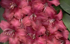 Desktop wallpaper. Flowers. ID:4590