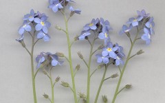Desktop wallpaper. Flowers. ID:4591