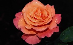 Desktop wallpaper. Flowers. ID:4593