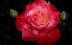 Desktop wallpaper. Flowers. ID:4594