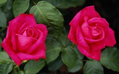 Desktop wallpaper. Flowers. ID:4595
