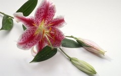 Desktop wallpaper. Flowers. ID:4596