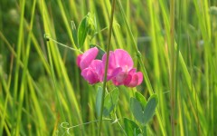 Desktop wallpaper. Flowers. ID:4597