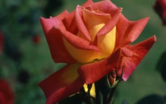 Desktop wallpaper. Flowers. ID:4598
