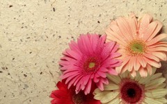 Desktop image. Flowers. ID:4599