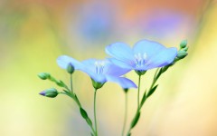 Desktop wallpaper. Flowers. ID:50374