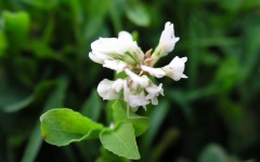 Desktop wallpaper. Flowers. ID:4609