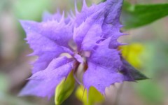 Desktop wallpaper. Flowers. ID:4610