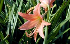 Desktop wallpaper. Flowers. ID:4611