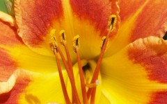Desktop image. Flowers. ID:4612