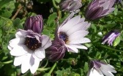 Desktop image. Flowers. ID:4613